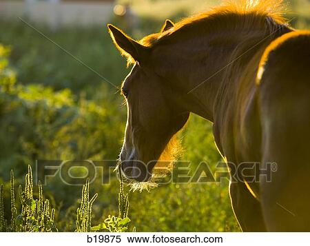 Stock Photography - horse in a field. Fotosearch