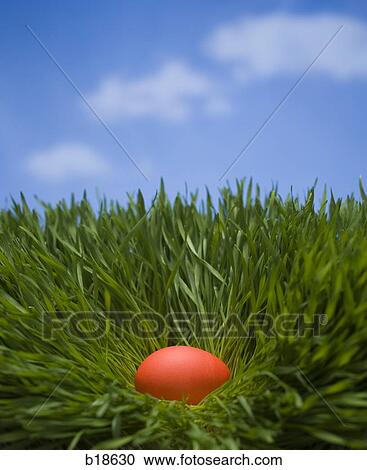 Orange egg in the grass. View Large Photo Image Stock Image - Orange egg in the grass.. Fotosearch