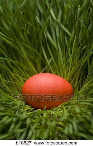 Orange egg in the grass. View Large Photo Image Stock Photo - Orange egg in the grass.. Fotosearch