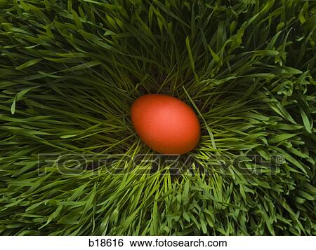Orange egg in the grass. View Large Photo Image Stock Photograph - Orange egg in the grass.. Fotosearch