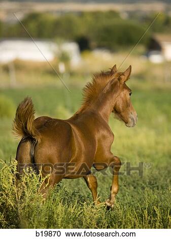 Pasture, Day, one animal View Large Photo Image Stock Image - Pasture, Day, one animal. Fotosearch