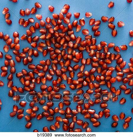 Stock Photo - pomegranate seeds. Fotosearch