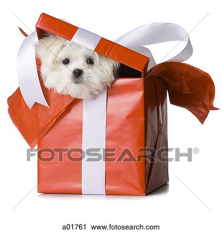 puppy in a box View Large Photo Image Stock Image - puppy in a box. Fotosearch
