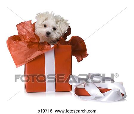 puppy in a gift box View Large Photo Image Stock Photograph - puppy in a gift box. Fotosearch