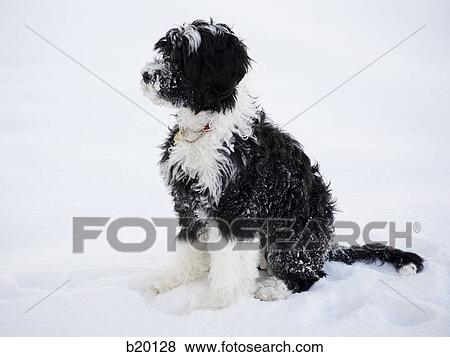 puppy View Large Photo Image Stock Photo - puppy. Fotosearch
