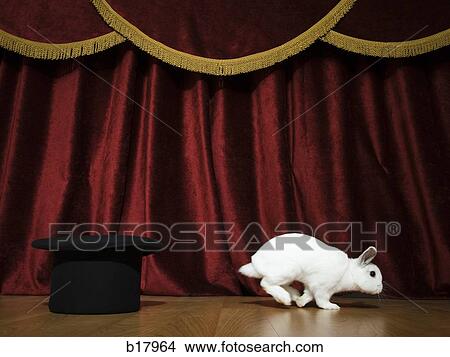 Rabbit and a hat. View Large Photo Image Picture - Rabbit and a hat.. Fotosearch
