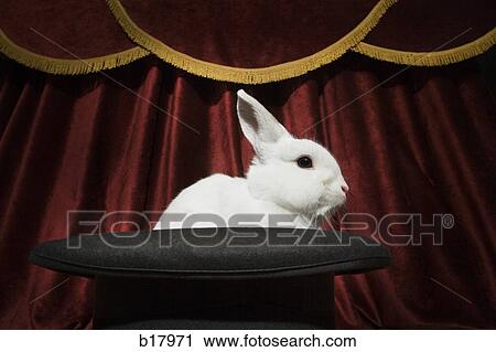 Rabbit in a hat. View Large Photo Image Stock Image - Rabbit in a hat.. Fotosearch