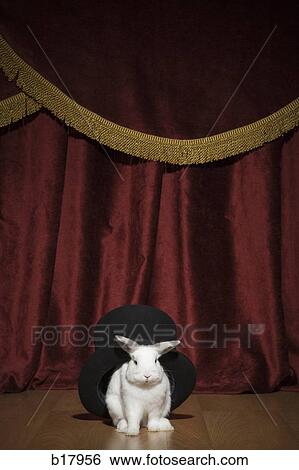 Rabbit in a hat. View Large Photo Image Stock Photograph - Rabbit in a hat.. Fotosearch