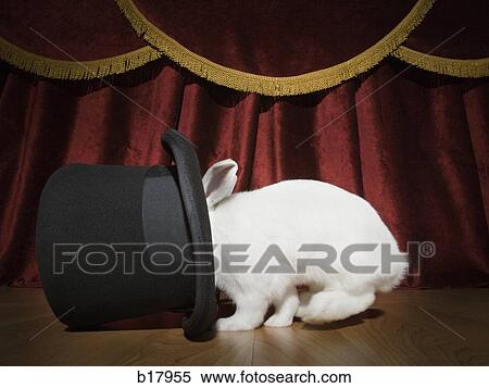 Stock Photography - Rabbit in a hat.. Fotosearch