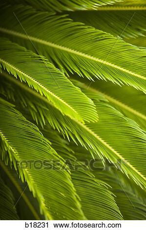 Rainforest leaves. View Large Photo Image Stock Image - Rainforest leaves.. Fotosearch