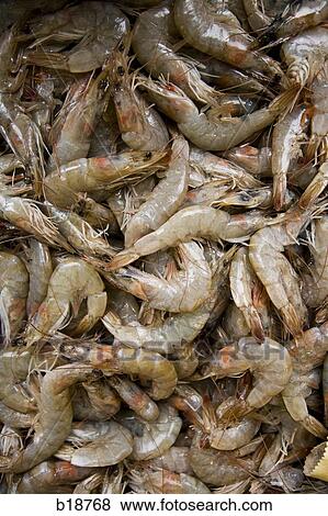 shrimp. View Large Photo Image Stock Photo - shrimp.. Fotosearch