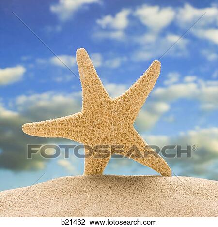 starfish in the sand View Large Photo Image Stock Image - starfish in the sand. Fotosearch