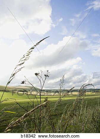 Sunlight over a pasture. View Large Photo Image Stock Image - Sunlight over a pasture.. Fotosearch