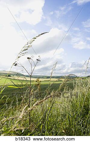 Stock Image - Sunlight over a pasture.. Fotosearch