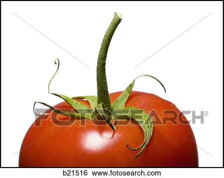 Stock Photograph - tomato. Fotosearch