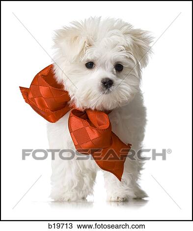 Stock Image - white puppy. Fotosearch