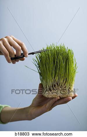 Woman trimming grass with scissors. View Large Photo Image Stock Image - Woman trimming grass with scissors.. Fotosearch