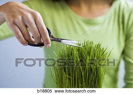 Stock Photography - Woman trimming grass with scissors.. Fotosearch