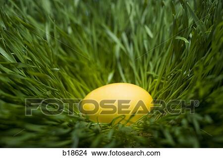 Yellow egg in the grass. View Large Photo Image Picture - Yellow egg in the grass.. Fotosearch