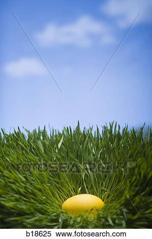Yellow egg in the grass. View Large Photo Image Stock Photography - Yellow egg in the grass.. Fotosearch