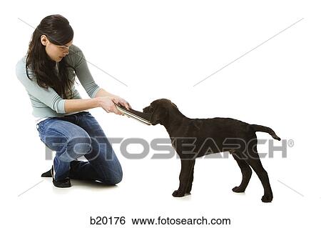 young woman with a brown puppy View Large Photo Image Stock Photograph - young woman with a brown puppy. Fotosearch