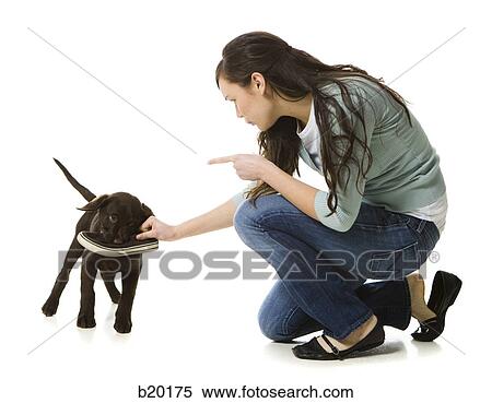 young woman with a brown puppy View Large Photo Image Stock Photography - young woman with a brown puppy. Fotosearch