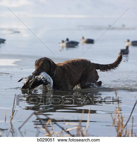 bird dog retrieving a duck carcass View Large Photo Image Stock Image - bird dog retrieving a duck carcass. Fotosearch