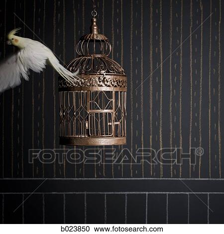 birdcage and a cockatiel View Large Photo Image Stock Image - birdcage and a cockatiel. Fotosearch