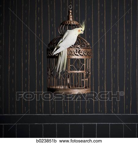 Stock Image - birdcage and a cockatiel. Fotosearch