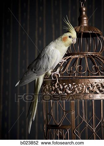 birdcage and a cockatiel View Large Photo Image Stock Image - birdcage and a cockatiel. Fotosearch