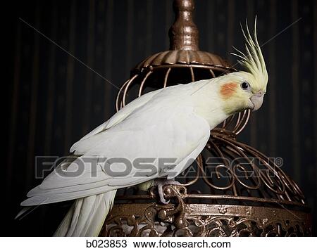 birdcage and a cockatiel View Large Photo Image Stock Image - birdcage and a cockatiel. Fotosearch