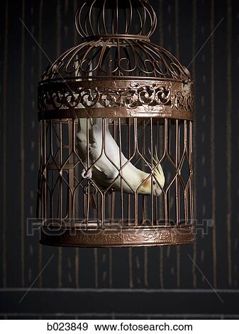 birdcage and a cockatiel View Large Photo Image Stock Photo - birdcage and a cockatiel. Fotosearch