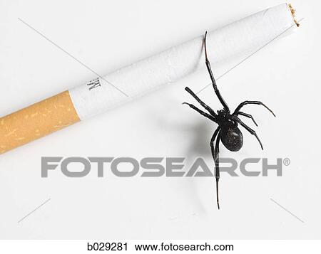 black widow spider crawling on a cigarette View Large Photo Image Stock Image - black widow spider crawling on a cigarette. Fotosearch