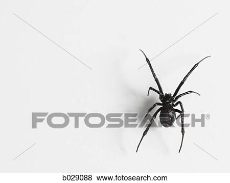 Stock Photo - black widow spider. Fotosearch