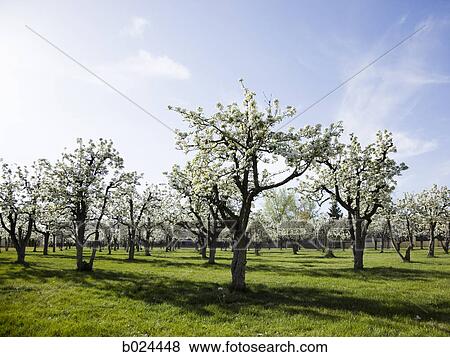 blossoming orchard View Large Photo Image Stock Photo - blossoming orchard. Fotosearch