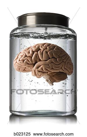 brain in a jar View Large Photo Image Stock Photography - brain in a jar. Fotosearch