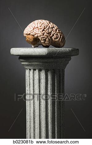 brain on a pedestal View Large Photo Image Stock Image - brain on a pedestal. Fotosearch