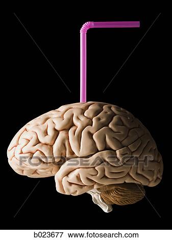 Stock Photo - brain with a straw in it. Fotosearch