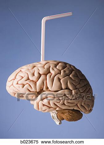brain with a straw in it View Large Photo Image Stock Photography - brain with a straw in it. Fotosearch