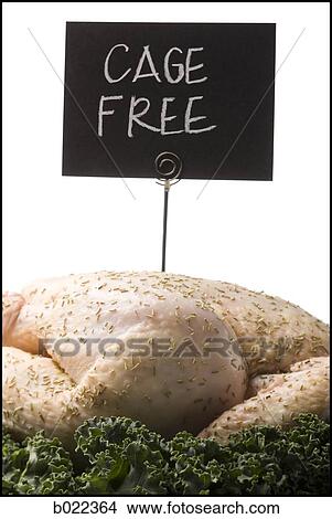 Picture - cage free chicken. Fotosearch