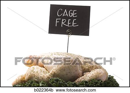 cage free chicken View Large Photo Image Stock Image - cage free chicken. Fotosearch
