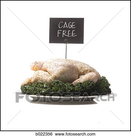 Stock Photograph - cage free chicken. Fotosearch
