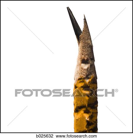 chewed on pencil View Large Photo Image Stock Image - chewed on pencil. Fotosearch