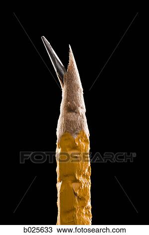 Stock Image - chewed on pencil. Fotosearch