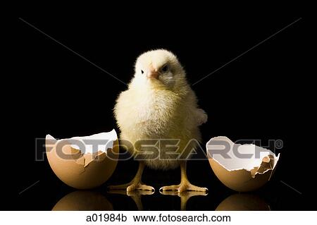 Stock Image - chick hatching from an egg. Fotosearch