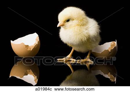 chick hatching from an egg View Large Photo Image Stock Image - chick hatching from an egg. Fotosearch