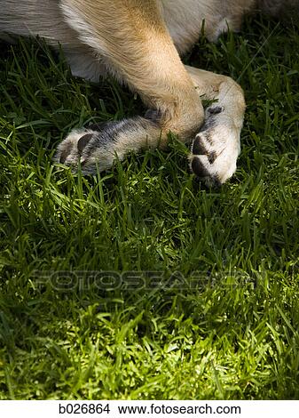 dog lying in the grass View Large Photo Image Picture - dog lying in the grass. Fotosearch