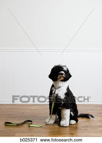 dog on a leash View Large Photo Image Stock Image - dog on a leash. Fotosearch