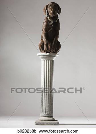 dog on a pedestal View Large Photo Image Stock Image - dog on a pedestal. Fotosearch