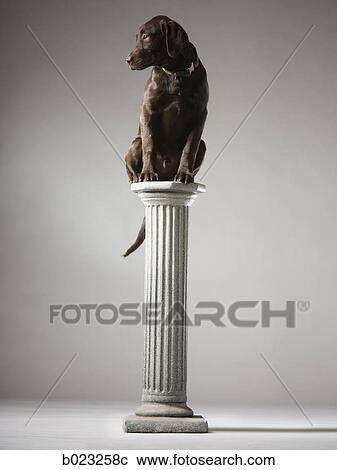 dog on a pedestal View Large Photo Image Stock Image - dog on a pedestal. Fotosearch